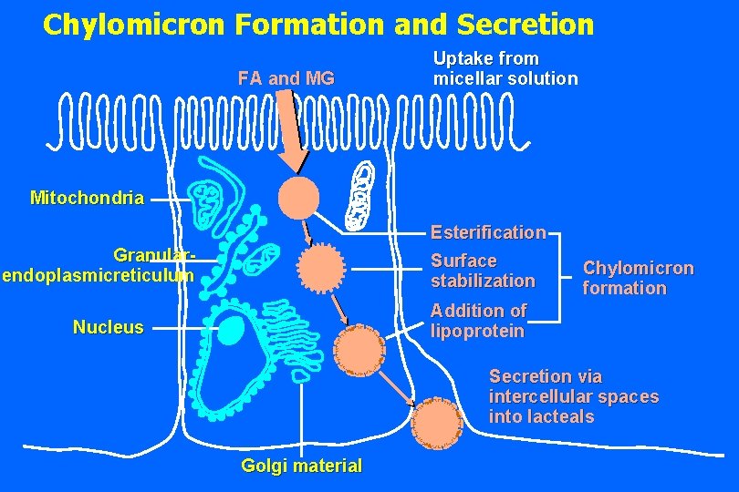 Chylomicron Formation and Secretion FA and MG Uptake from micellar solution Mitochondria Esterification Granularendoplasmicreticulum Chylomicron Formation and Secretion FA and MG Uptake from micellar solution Mitochondria Esterification Granularendoplasmicreticulum