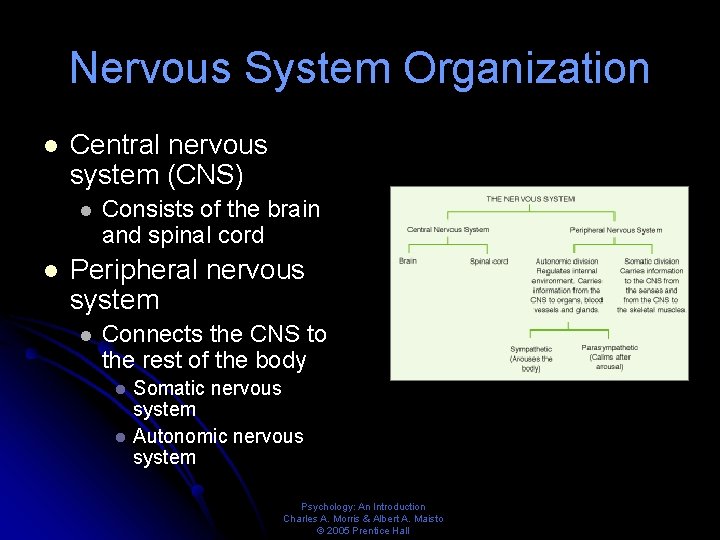 Nervous System Organization l Central nervous system (CNS) l l Consists of the brain