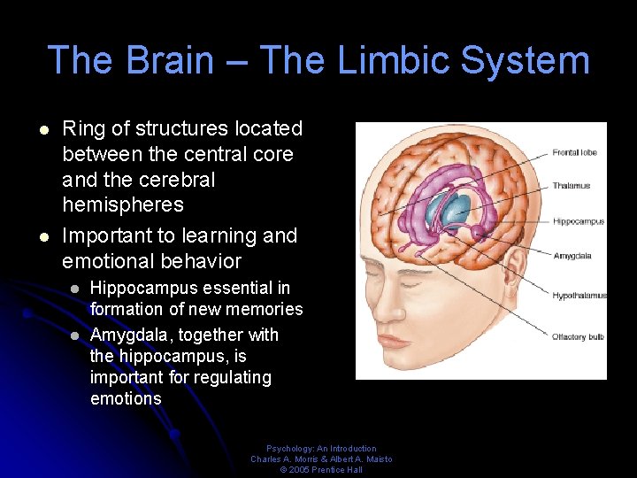 The Brain – The Limbic System l l Ring of structures located between the