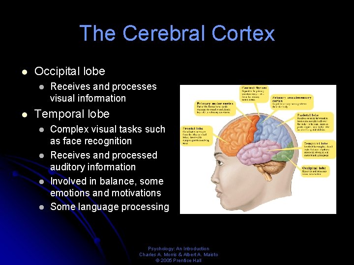 The Cerebral Cortex l Occipital lobe l l Receives and processes visual information Temporal