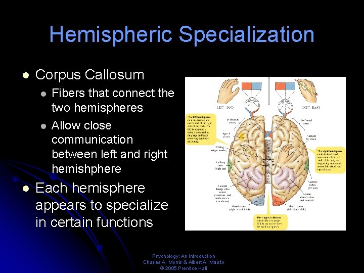 Hemispheric Specialization l Corpus Callosum l l l Fibers that connect the two hemispheres