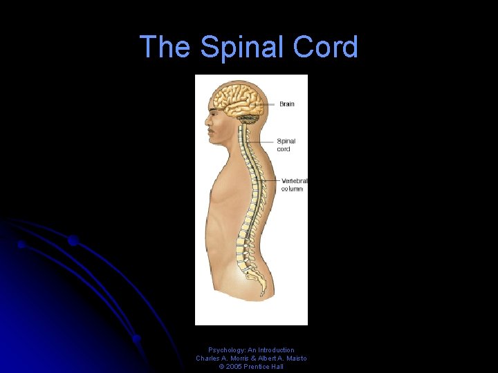 The Spinal Cord Psychology: An Introduction Charles A. Morris & Albert A. Maisto ©