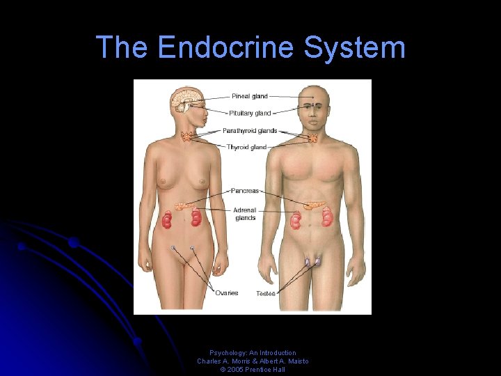 The Endocrine System Psychology: An Introduction Charles A. Morris & Albert A. Maisto ©