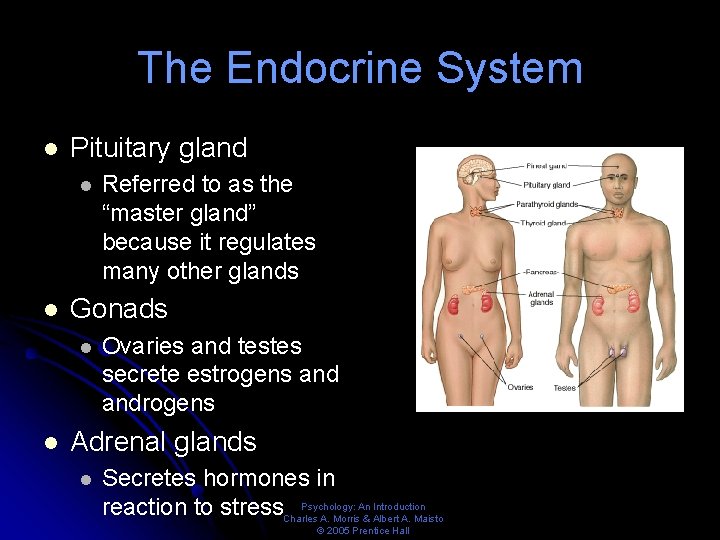 The Endocrine System l Pituitary gland l l Gonads l l Referred to as