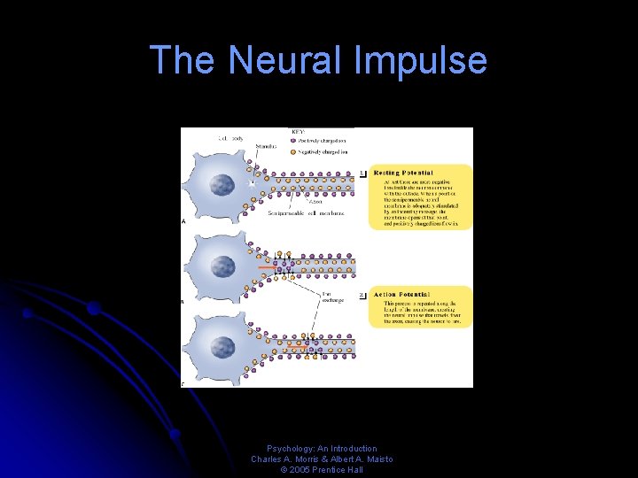 The Neural Impulse Psychology: An Introduction Charles A. Morris & Albert A. Maisto ©