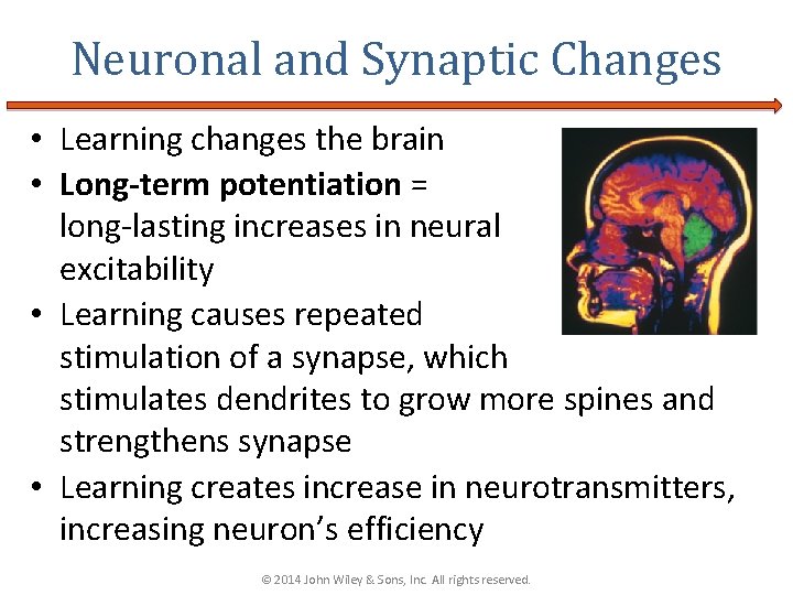 Neuronal and Synaptic Changes • Learning changes the brain • Long-term potentiation = long-lasting