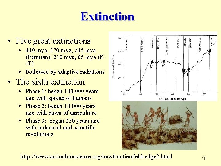 Extinction • Five great extinctions • 440 mya, 370 mya, 245 mya (Permian), 210