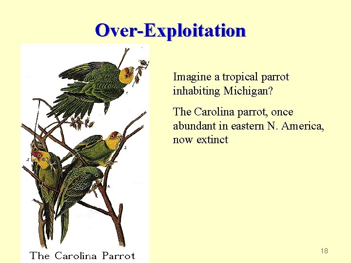 Over-Exploitation Imagine a tropical parrot inhabiting Michigan? The Carolina parrot, once abundant in eastern