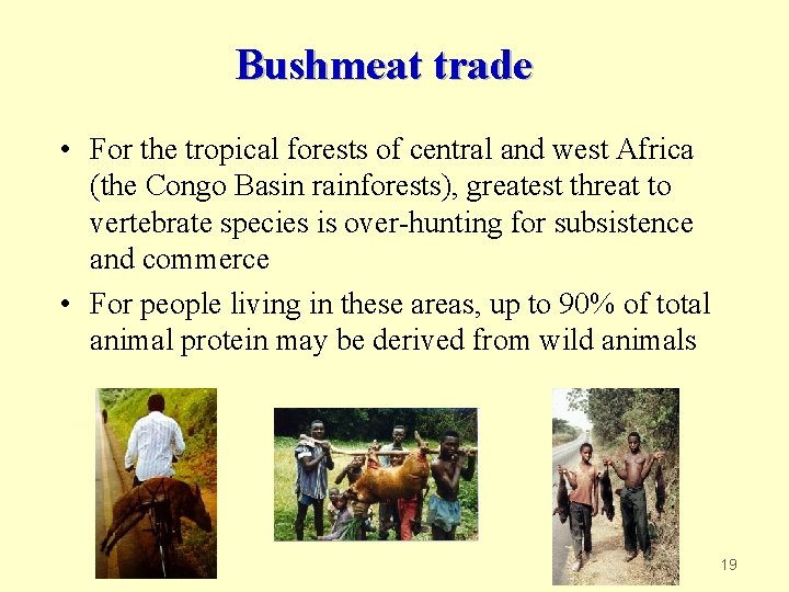 Bushmeat trade • For the tropical forests of central and west Africa (the Congo