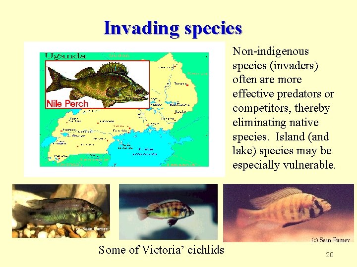 Invading species Non-indigenous species (invaders) often are more effective predators or competitors, thereby eliminating