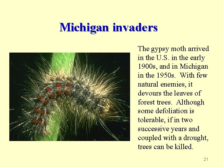 Michigan invaders The gypsy moth arrived in the U. S. in the early 1900