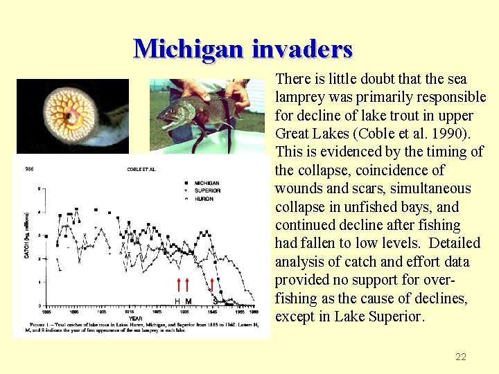 Michigan invaders There is little doubt that the sea lamprey was primarily responsible for