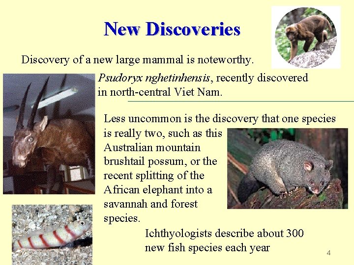 New Discoveries Discovery of a new large mammal is noteworthy. Psudoryx nghetinhensis, recently discovered