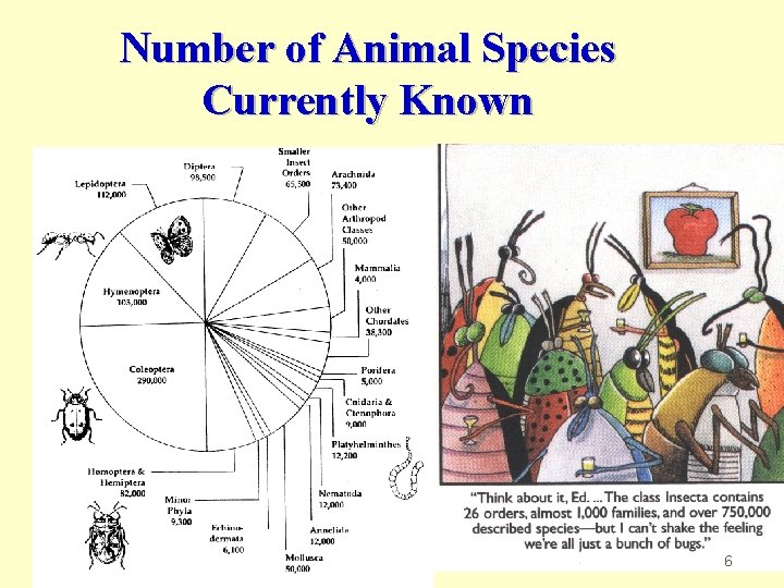 Number of Animal Species Currently Known 6 
