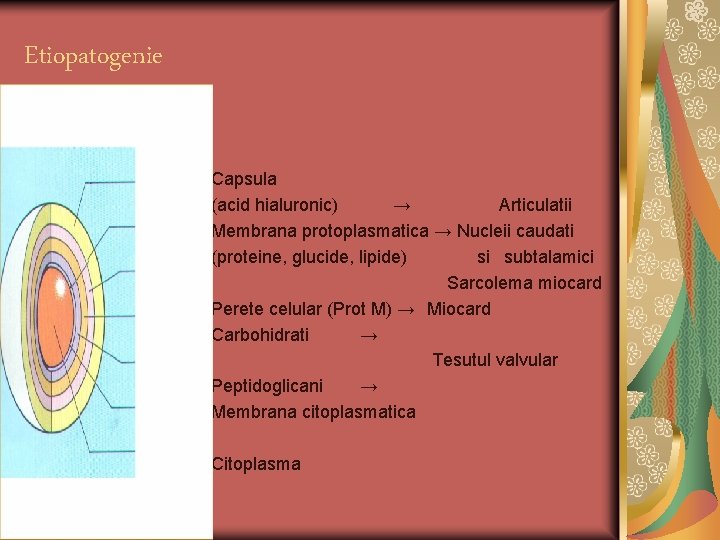 Etiopatogenie Capsula (acid hialuronic) → Articulatii Membrana protoplasmatica → Nucleii caudati (proteine, glucide, lipide)