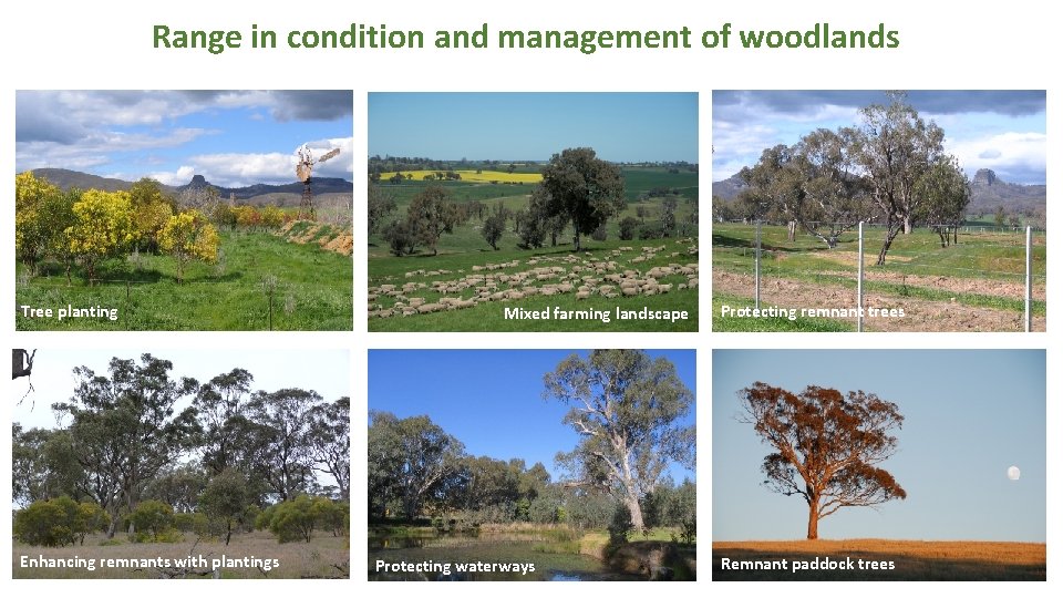 Range in condition and management of woodlands Tree planting Enhancing remnants with plantings Mixed