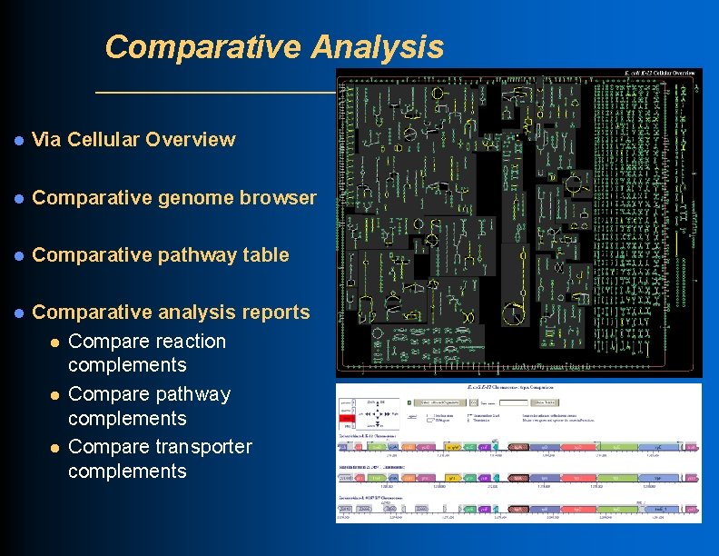 Comparative Analysis l Via Cellular Overview l Comparative genome browser l Comparative pathway table