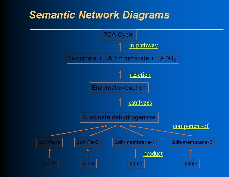 Semantic Network Diagrams TCA Cycle in-pathway Succinate + FAD = fumarate + FADH 2