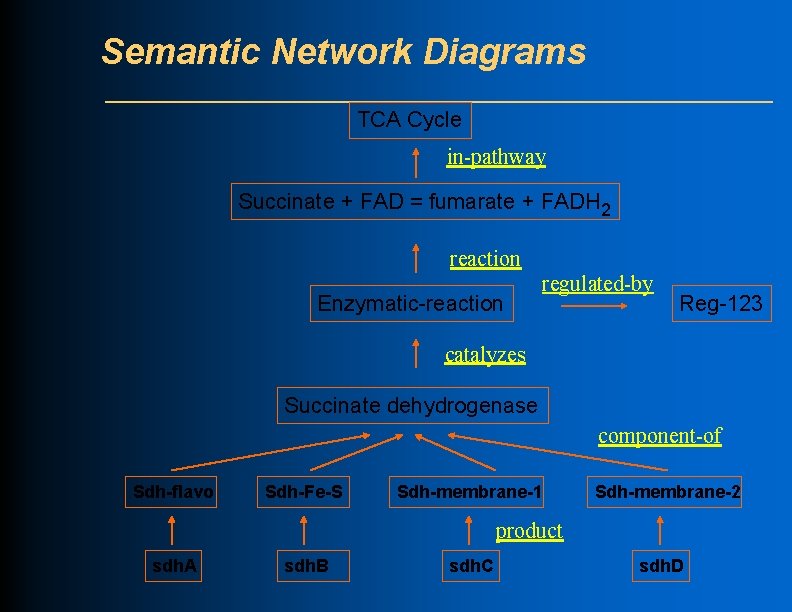 Semantic Network Diagrams TCA Cycle in-pathway Succinate + FAD = fumarate + FADH 2