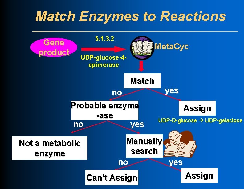 Match Enzymes to Reactions Gene product 5. 1. 3. 2 Meta. Cyc UDP-glucose-4 epimerase