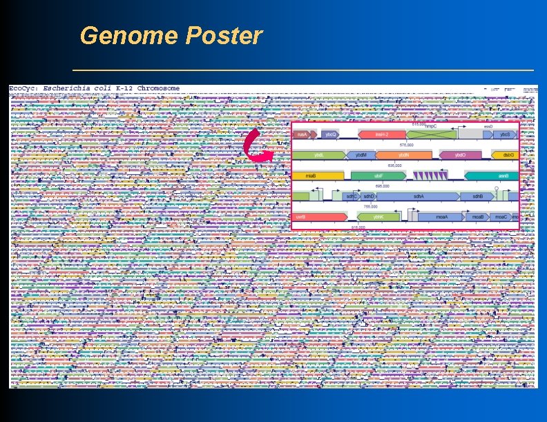 Genome Poster 