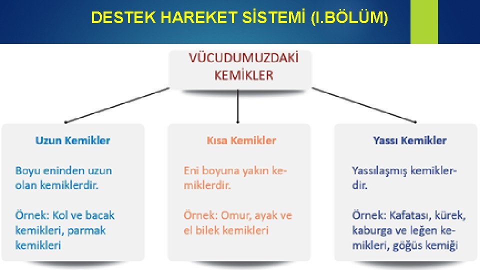 DESTEK HAREKET SİSTEMİ (I. BÖLÜM) 