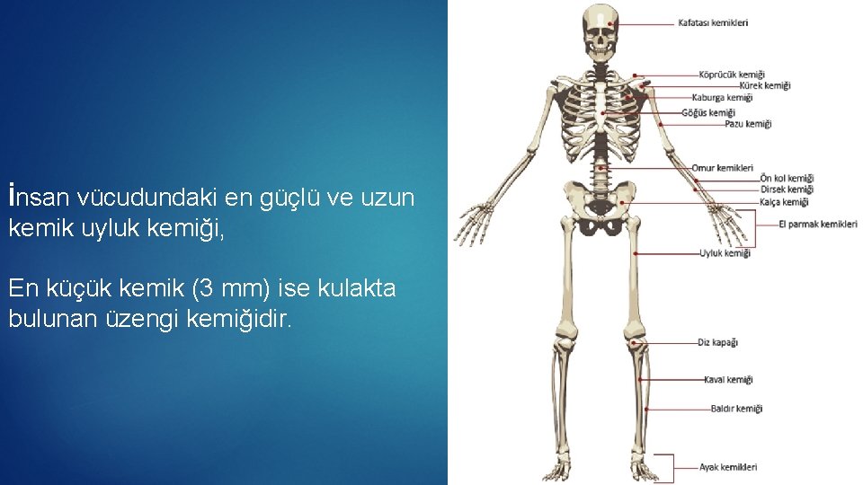 İnsan vücudundaki en güçlü ve uzun kemik uyluk kemiği, En küçük kemik (3 mm)