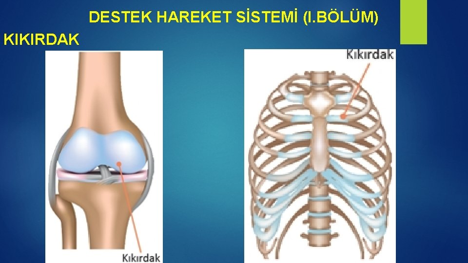 DESTEK HAREKET SİSTEMİ (I. BÖLÜM) KIKIRDAK 