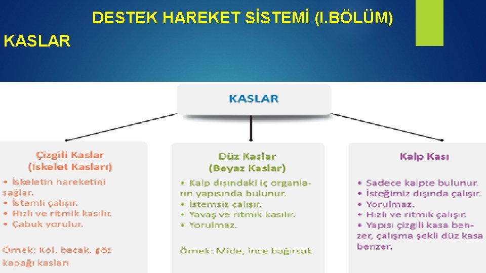 DESTEK HAREKET SİSTEMİ (I. BÖLÜM) KASLAR 