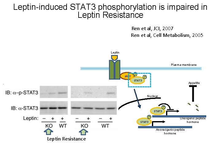 Leptin-induced STAT 3 phosphorylation is impaired in Leptin Resistance Ren et al, JCI, 2007