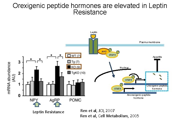 Orexigenic peptide hormones are elevated in Leptin Resistance Leptin Plasma membrane JAK 2 P