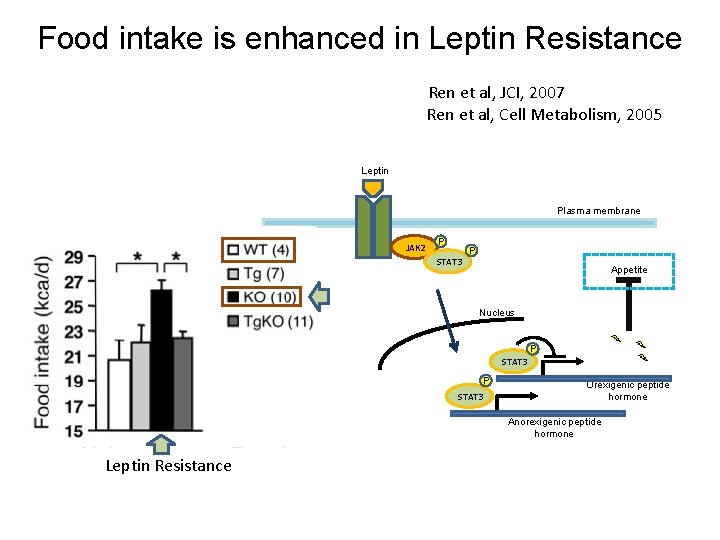 Food intake is enhanced in Leptin Resistance Ren et al, JCI, 2007 Ren et