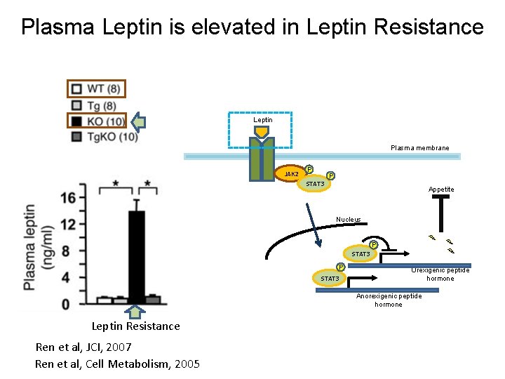 Plasma Leptin is elevated in Leptin Resistance Leptin Plasma membrane JAK 2 P STAT