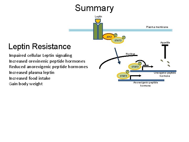 Summary Leptin Plasma membrane JAK 2 Leptin Resistance Impaired cellular Leptin signaling Increased orexinenic