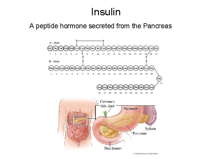 Insulin A peptide hormone secreted from the Pancreas 