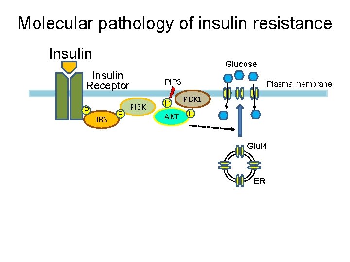 Molecular pathology of insulin resistance Insulin Glucose Insulin Receptor P IRS P PIP 3