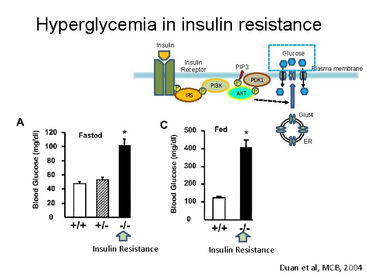Hyperglycemia in insulin resistance Insulin Glucose Insulin Receptor P IRS P PIP 3 PI