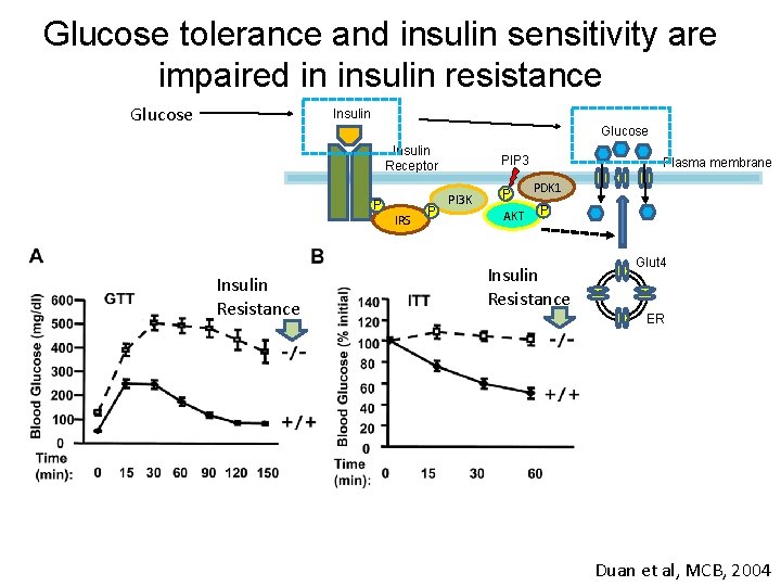 Glucose tolerance and insulin sensitivity are impaired in insulin resistance Glucose Insulin Receptor P