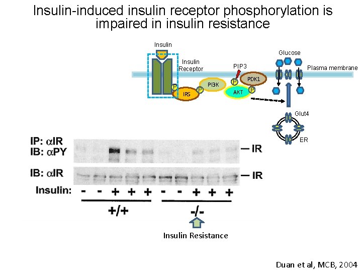Insulin-induced insulin receptor phosphorylation is impaired in insulin resistance Insulin Glucose Insulin Receptor P
