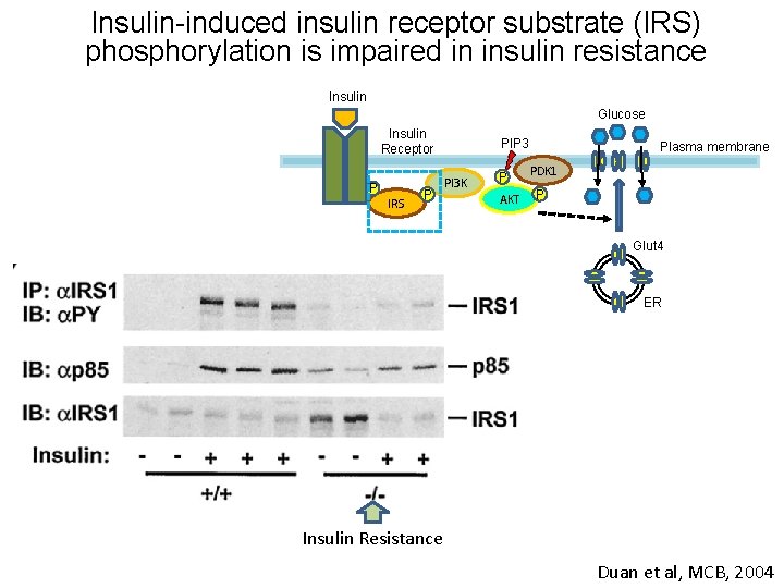 Insulin-induced insulin receptor substrate (IRS) phosphorylation is impaired in insulin resistance Insulin Glucose Insulin