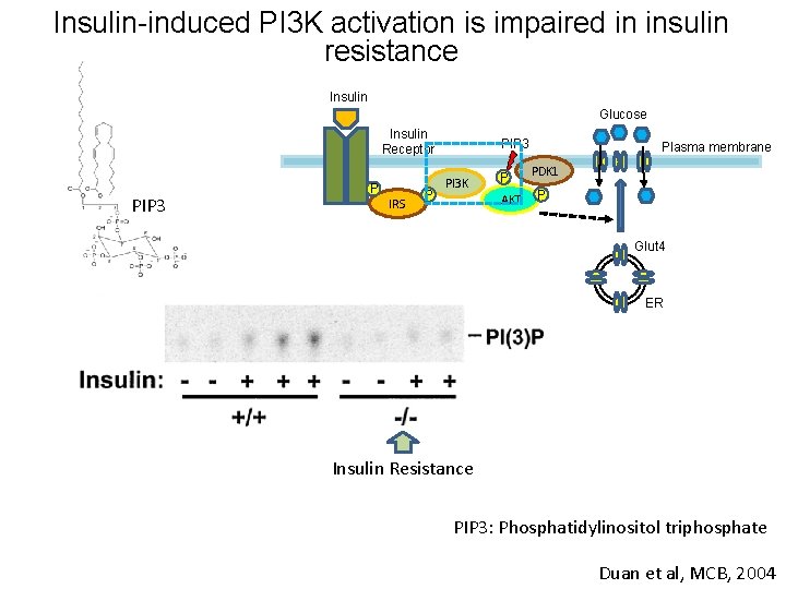 Insulin-induced PI 3 K activation is impaired in insulin resistance Insulin Glucose Insulin Receptor