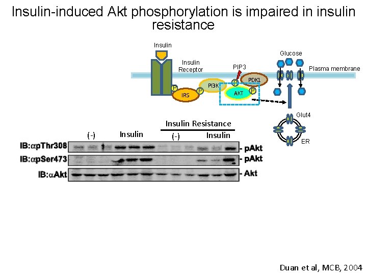 Insulin-induced Akt phosphorylation is impaired in insulin resistance Insulin Glucose Insulin Receptor P (-)