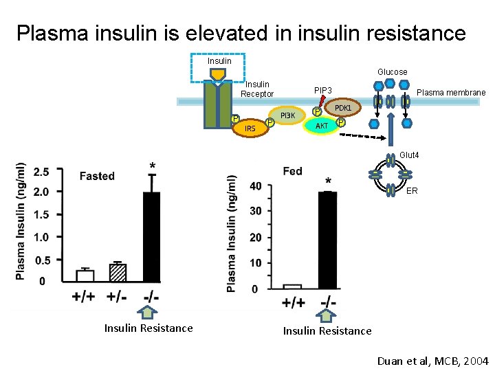 Plasma insulin is elevated in insulin resistance Insulin Glucose Insulin Receptor P IRS P