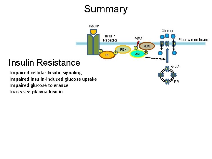 Summary Insulin Glucose Insulin Receptor P Insulin Resistance Impaired cellular Insulin signaling Impaired insulin-induced