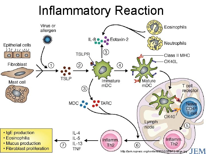 Inflammatory Reaction http: //jem. rupress. org/content/203/2/269/F 2. large. jpg 