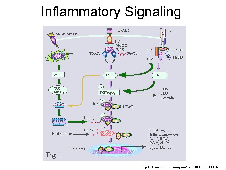 Inflammatory Signaling http: //atlasgeneticsoncology. org/Deep/NFKBID 20033. html 