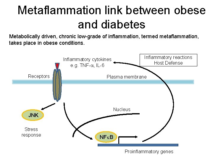 Metaflammation link between obese and diabetes Metabolically driven, chronic low-grade of inflammation, termed metaflammation,