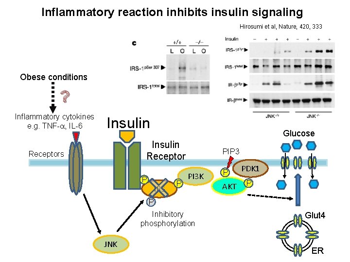 Inflammatory reaction inhibits insulin signaling Hirosumi et al, Nature, 420, 333 Obese conditions ?