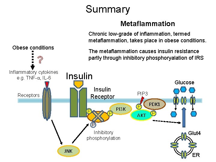 Summary Metaflammation Chronic low-grade of inflammation, termed metaflammation, takes place in obese conditions. Obese