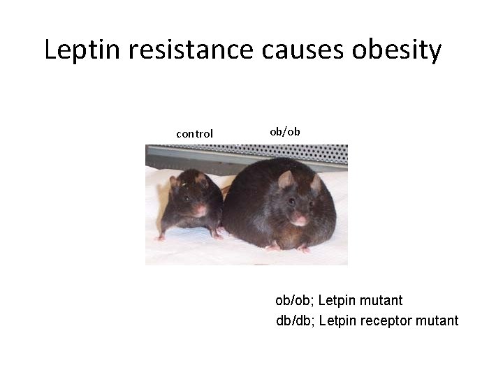 Leptin resistance causes obesity control ob/ob; Letpin mutant db/db; Letpin receptor mutant 